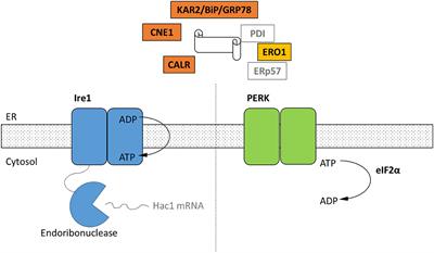 A Genomic Catalog of Stress Response Genes in Anaerobic Fungi for Applications in Bioproduction